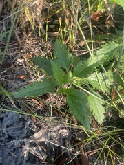 Glandularia canadensis