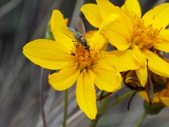 Phthiriinae