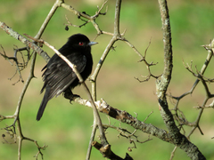 Knipolegus cyanirostris