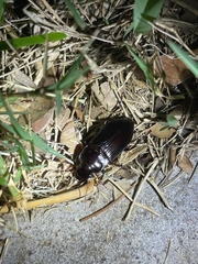 Harpalus caliginosus