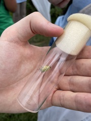 Carpocorini
