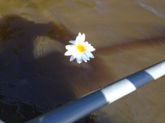 Nymphaea odorata tuberosa