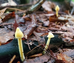 Entoloma murrayi