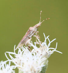 Harmostes fraterculus