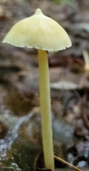 Entoloma murrayi