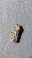 Elaphria chalcedonia