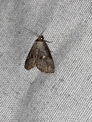 Hyperstrotia flaviguttata