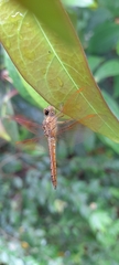 Brachythemis contaminata
