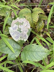Cameraria guttifinitella