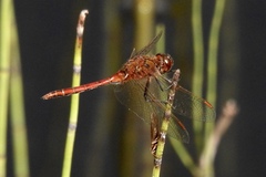 Sympetrum costiferum