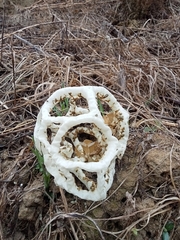 Ileodictyon cibarium