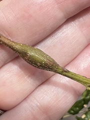 Callirhytis quercussuttoni