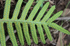 Pleopeltis polypodioides