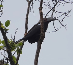 Anthracoceros malayanus