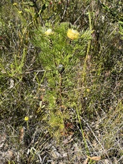 Isopogon anethifolius