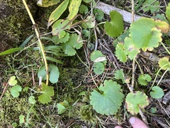 Micranthes odontoloma