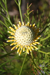 Isopogon anethifolius