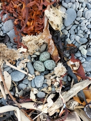 Charadrius bicinctus