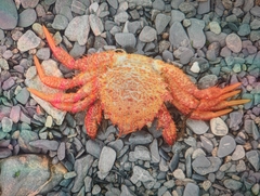 Telmessus cheiragonus