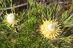 Isopogon anethifolius