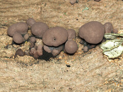 Hypoxylaceae