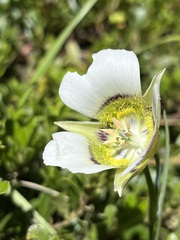 Calochortus gunnisonii