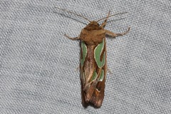 Cosmodes elegans