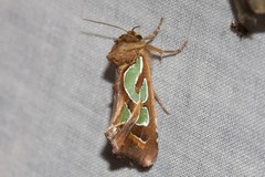 Cosmodes elegans