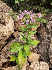 Eurybia