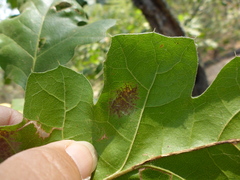 Taphrina caerulescens