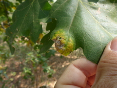 Taphrina caerulescens