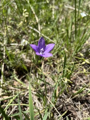 Campanula parryi