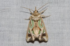 Cosmodes elegans