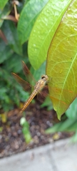Brachythemis contaminata