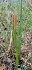 Xanthorrhoea minor lutea