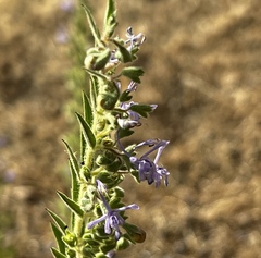 Trichostema lanceolatum