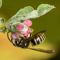 Dolichovespula norvegicoides