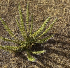 Trichostema lanceolatum