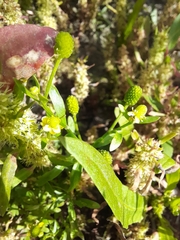 Ranunculus sceleratus