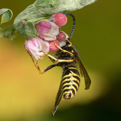 Dolichovespula norvegicoides