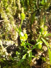 Ranunculus sceleratus