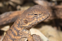 Ctenophorus vadnappa