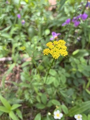 Cymopterus