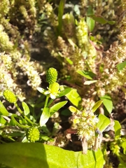 Ranunculus sceleratus