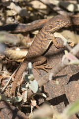 Ctenophorus vadnappa