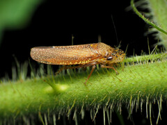Paraulacizes irrorata