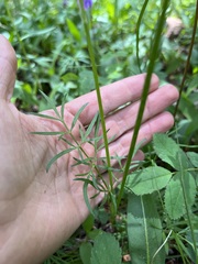 Cymopterus