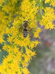 Andrena hirticincta