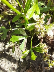 Ranunculus sceleratus