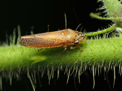 Paraulacizes irrorata